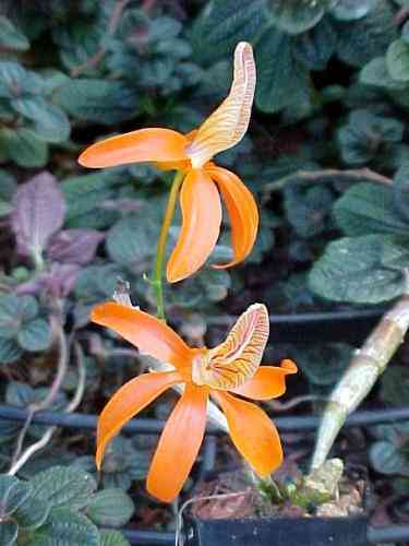 Dendrobium unicum